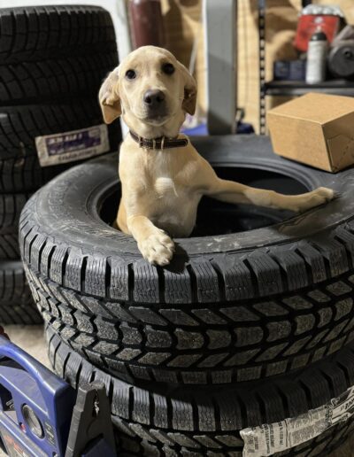 Shop dog in tires